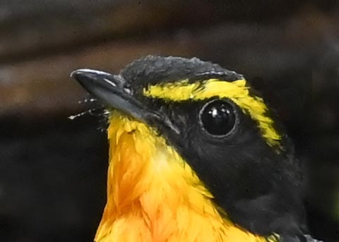 キビタキ♂6000(6269)