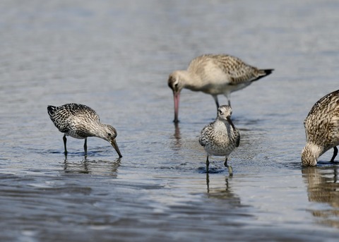 オバシギ若鳥1321