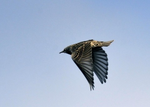 ホシムクドリ7040○