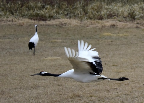 飛ぶ・タンチョウ5596