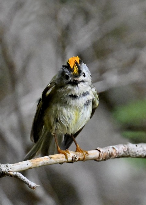 キクイタダキ♂2197