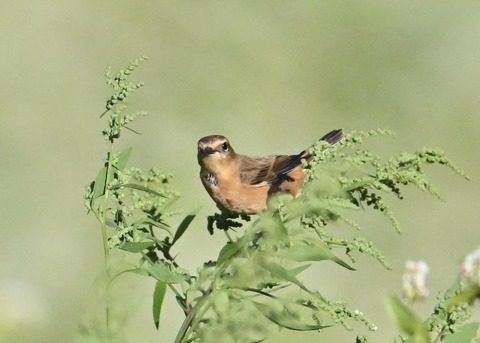 ノビタキ♀5011