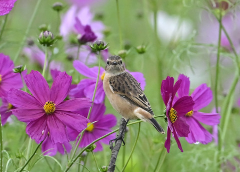ノビタキ♀0627