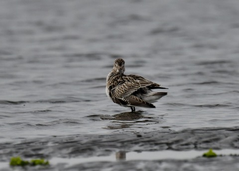 オバシギ幼鳥4581