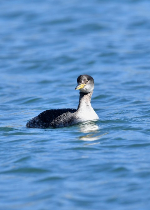アカエリカイツブリ冬羽3575