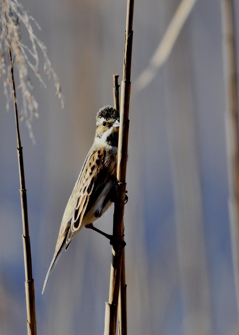 オオジュリン♂0221