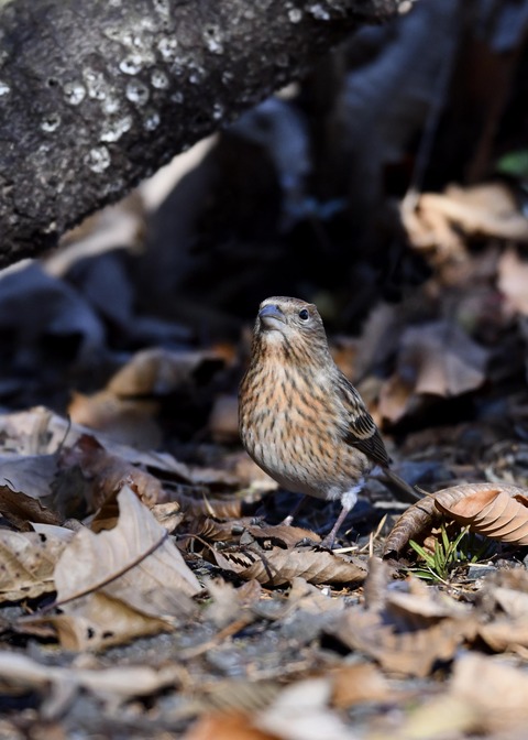 オオマシコ若鳥8909