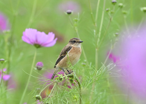 ノビタキ♀9675