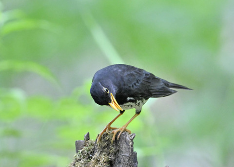 クロツグミ♂1005