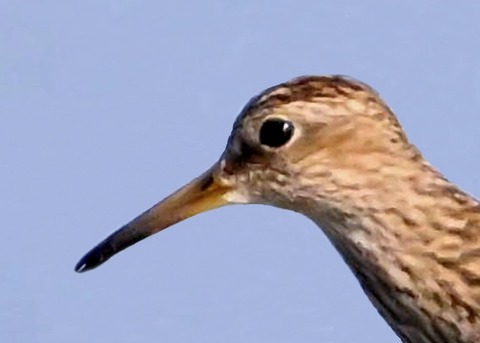 アメリカウズラシギ0000