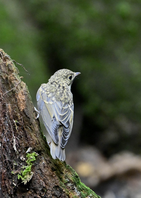 キビタキ幼鳥2705
