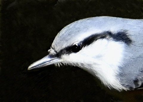 ゴジュウカラ7000