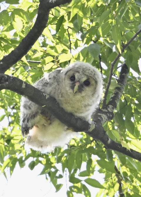フクロウのヒナ6331
