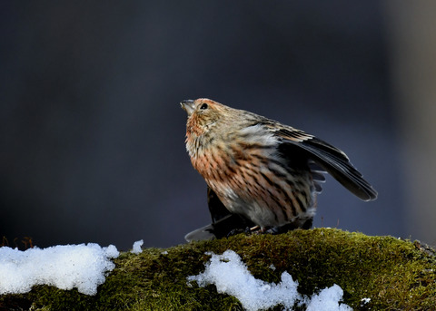 オオマシコ若鳥9563