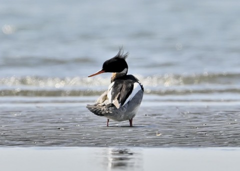 ウミアイサ♂6381