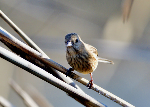 ベニマシコ♀9330