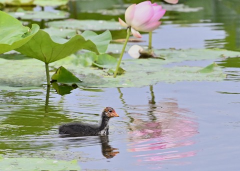 オオバンのヒナ1414