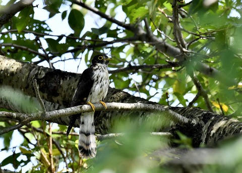 ジュウイチ幼鳥2895
