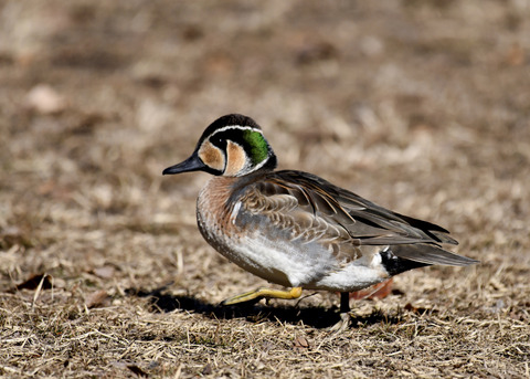 トモエガモ♂1351