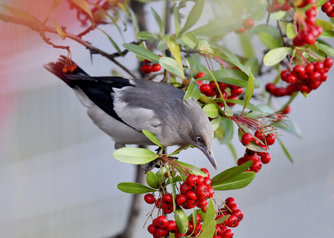 カラムクドリ1261