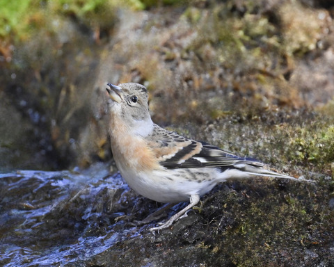 アトリ♀8107
