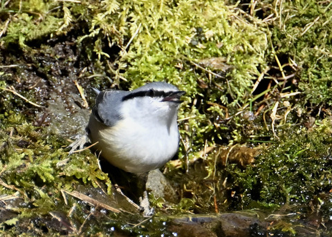 ゴジュウカラ7623