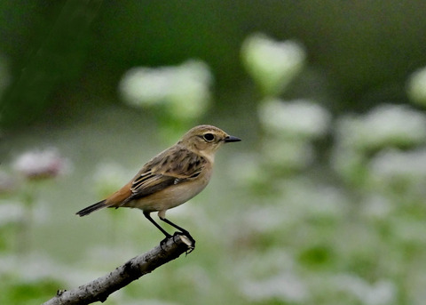 ノビタキ♀6569