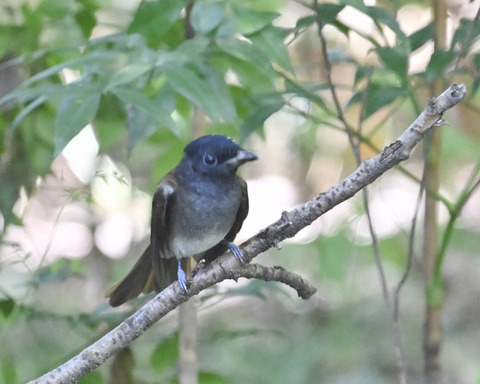 サンコウチョウ8100