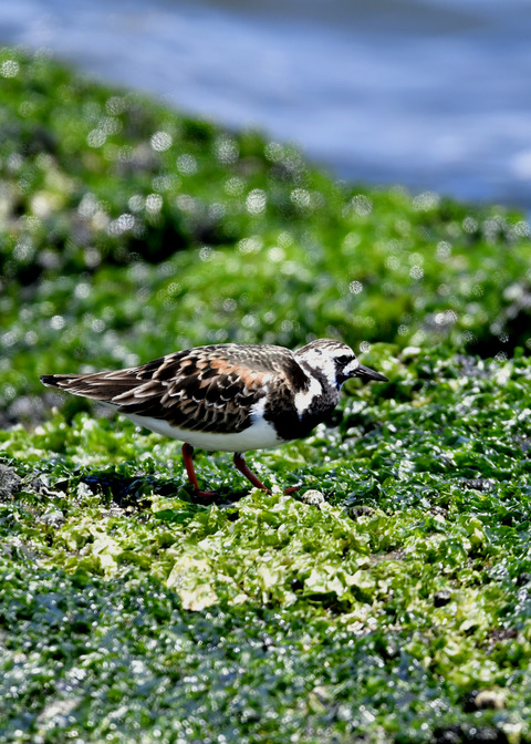 キョウジョシギ♀5766