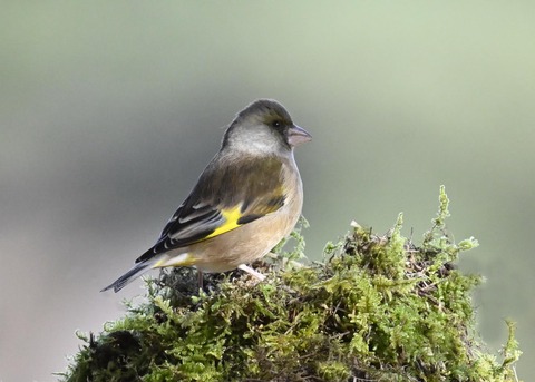 オオカワラヒワ5782