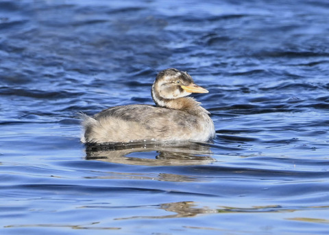 カイツブリ幼鳥4273