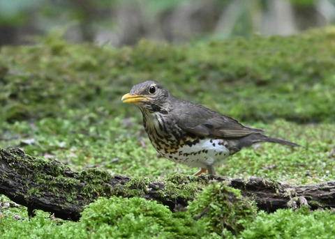 クロツグミ♀1487