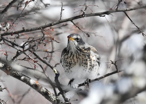 ノハラツグミ3566