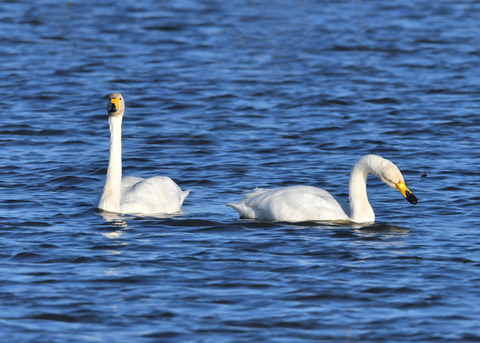 オオハクチョウ3472