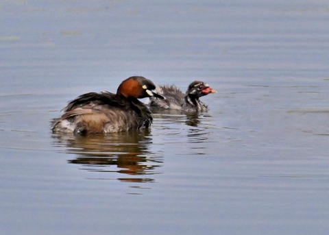 カイツブリ親子2353