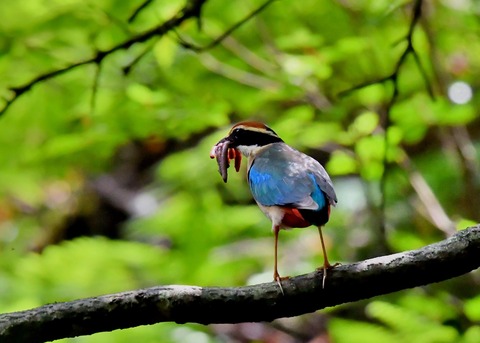 ヤイロチョウ9281○