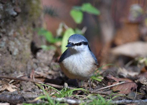 ゴジュウカラ1199