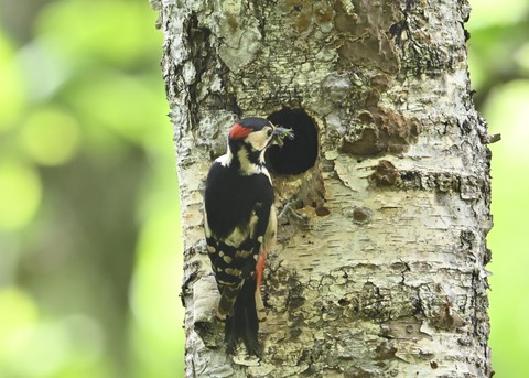 アカゲラ♂とヒナ4870