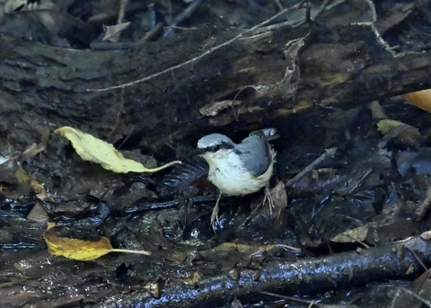 ゴジュウカラ4052