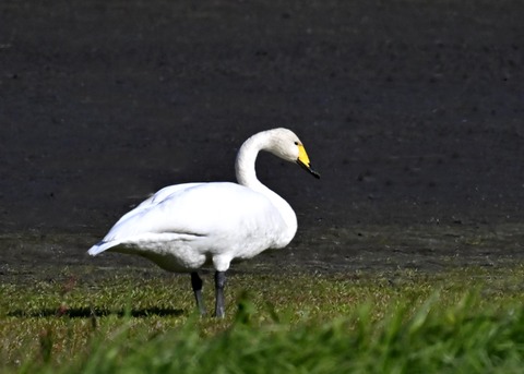 オオハクチョウ8291
