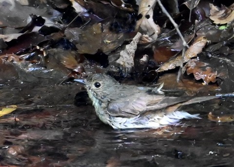 キビタキ♀4738