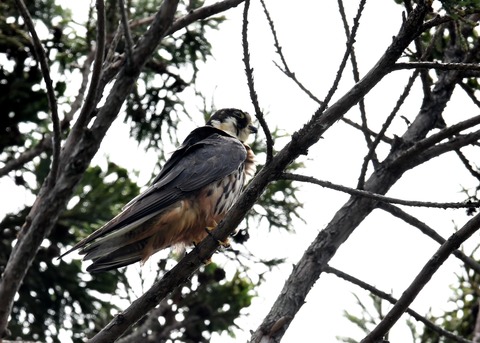 チゴハヤブサ0922