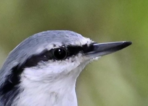 ゴジュウカラ4100-01