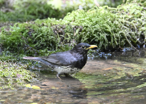クロツグミ♂4994