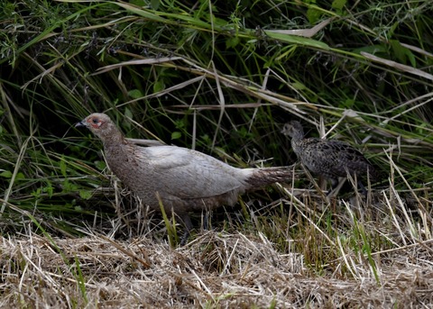 キジの親子4131○