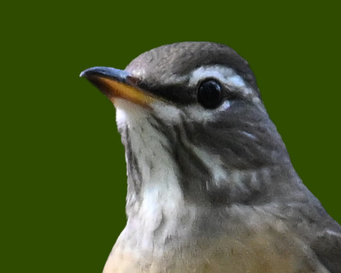 マミチャジナイ0000