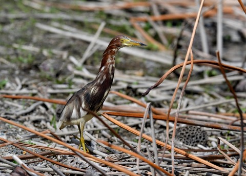 アカガシラサギ1115