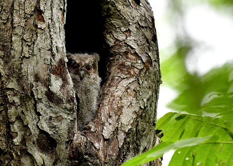 オオコノハズクのヒナ8243