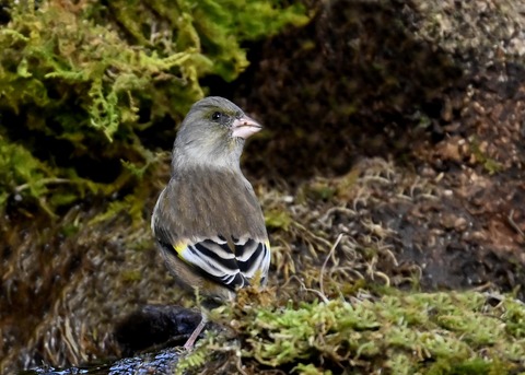 オオカワラヒワ7151