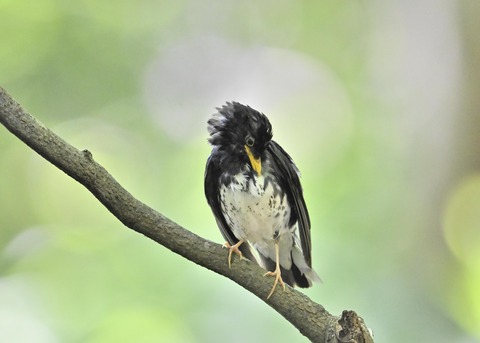 クロツグミ♂0224